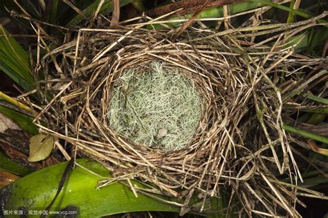 家有鳥巢風水|【家中有鳥築巢】鳥築巢兆頭！家中有鳥築巢的風水好運